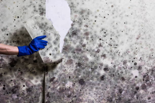 Best Black Mold Remediation in Keowee Key, SC