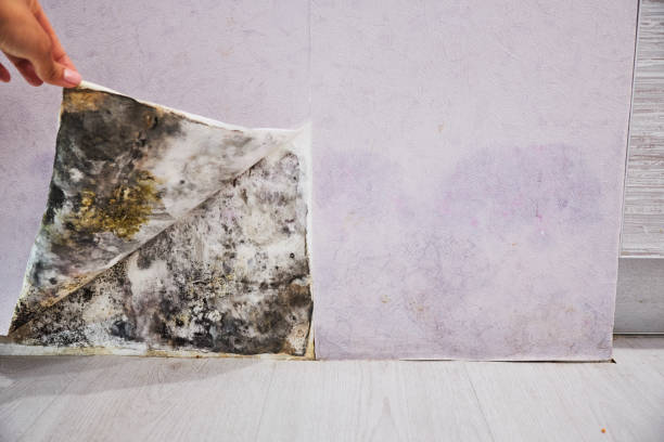 Best Emergency Mold Remediation in Keowee Key, SC